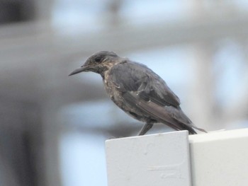 Blue Rock Thrush 馬入ふれあい公園 Sat, 7/9/2022