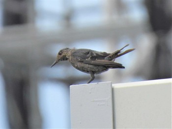 Blue Rock Thrush 馬入ふれあい公園 Sat, 7/9/2022