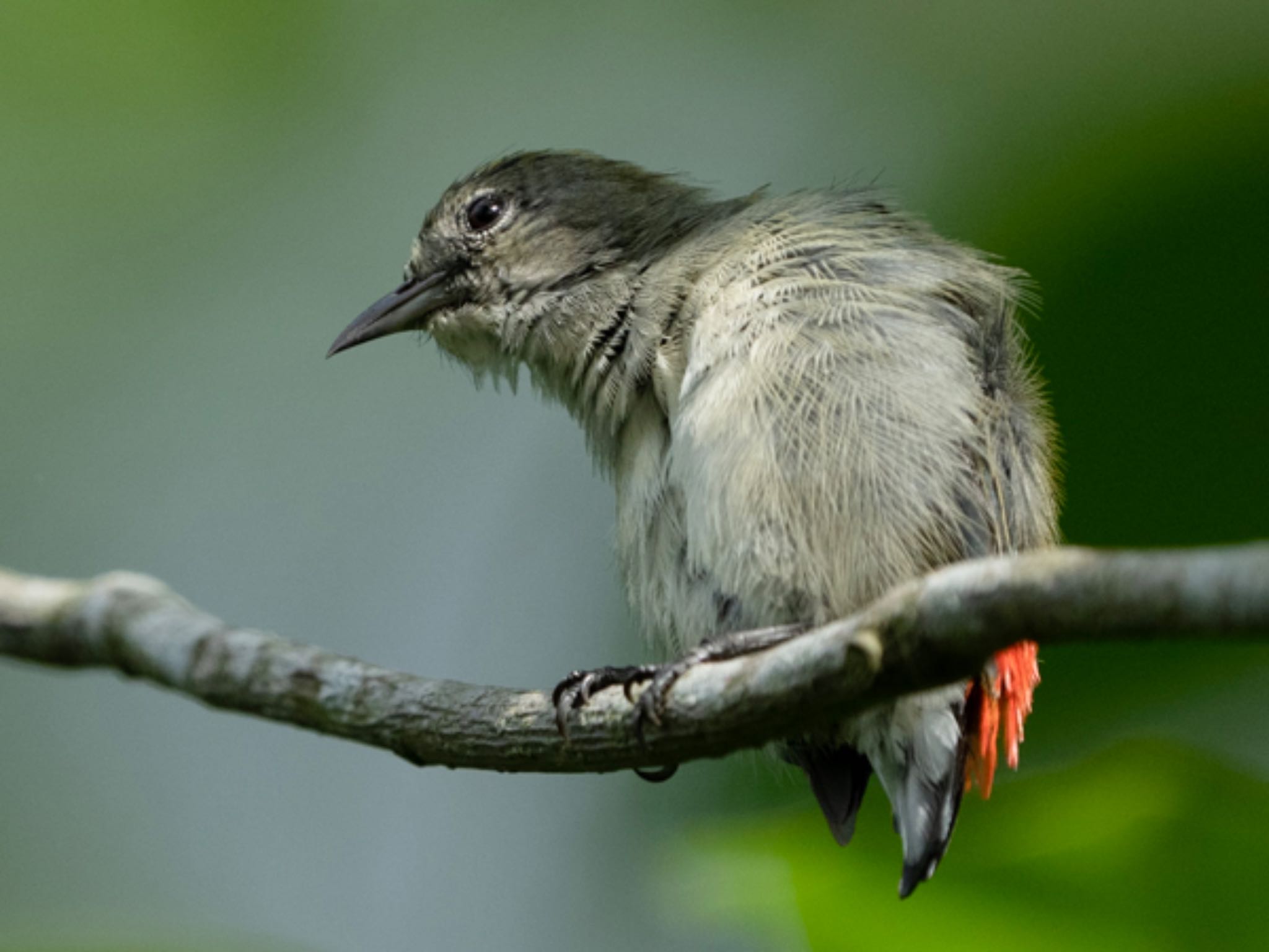 Sungei Buloh Wetland Reserve セアカハナドリの写真 by T K