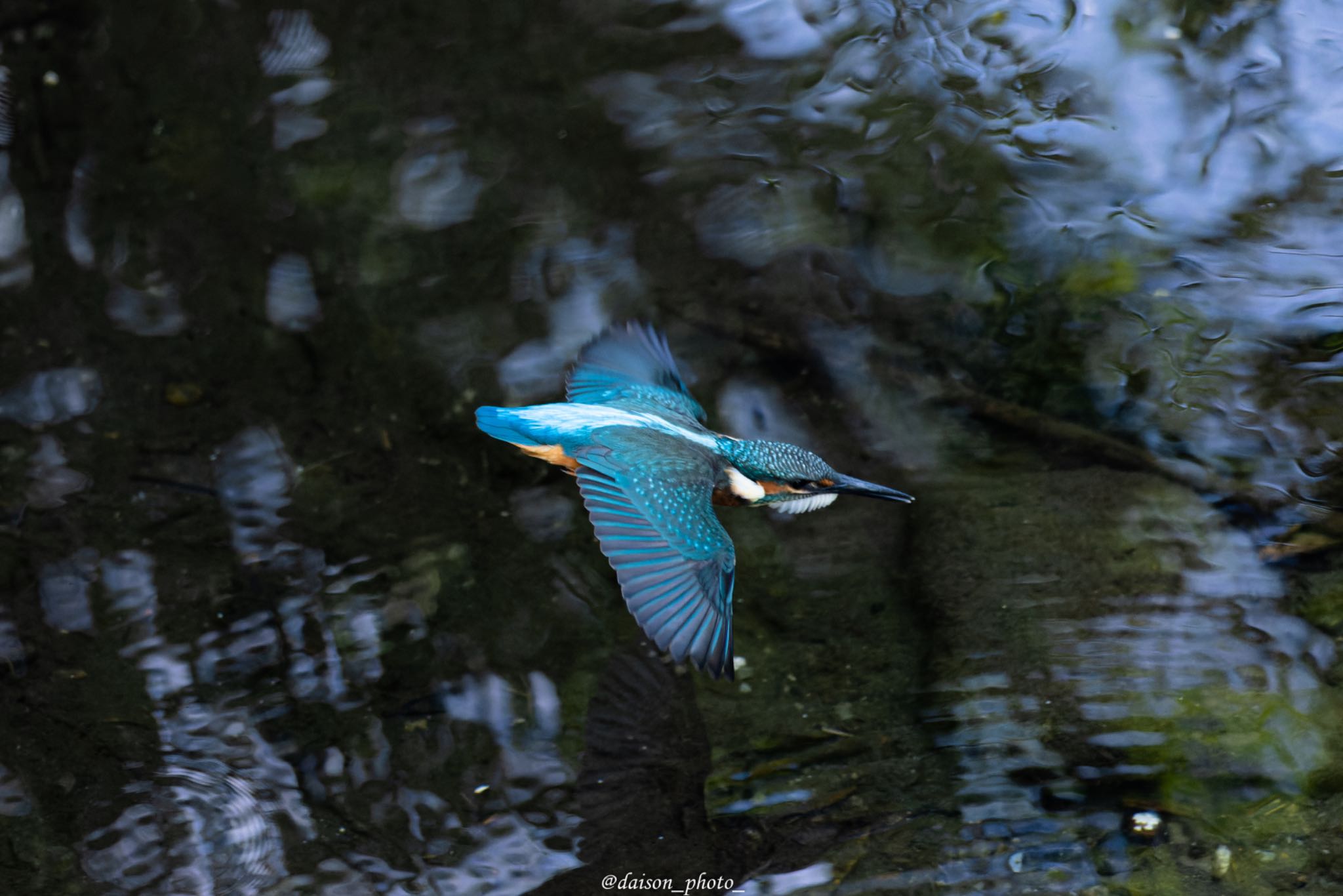 境川遊水地公園 カワセミの写真 by Daison