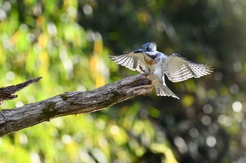 Crested Kingfisher Unknown Spots Thu, 1/11/2018