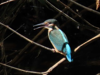 2022年7月9日(土) 西岡公園(西岡水源地)の野鳥観察記録