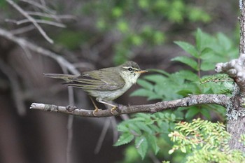 Japanese Leaf Warbler Okuniwaso(Mt. Fuji) Fri, 7/1/2022