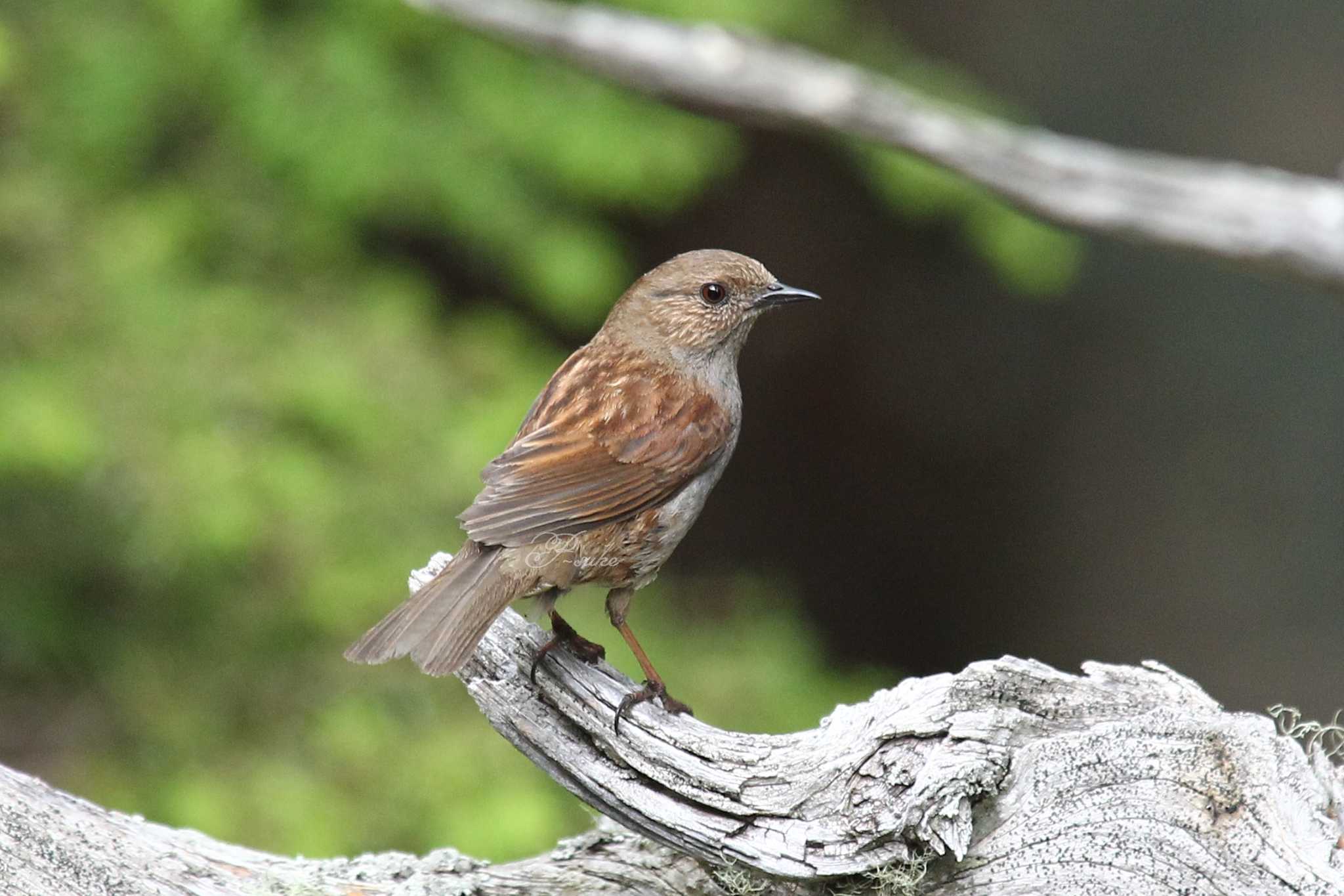 Japanese Accentor