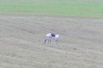 タンチョウ 中標津町計根別 2022年7月9日(土)