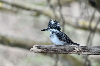 Crested Kingfisher Unknown Spots Fri, 1/12/2018