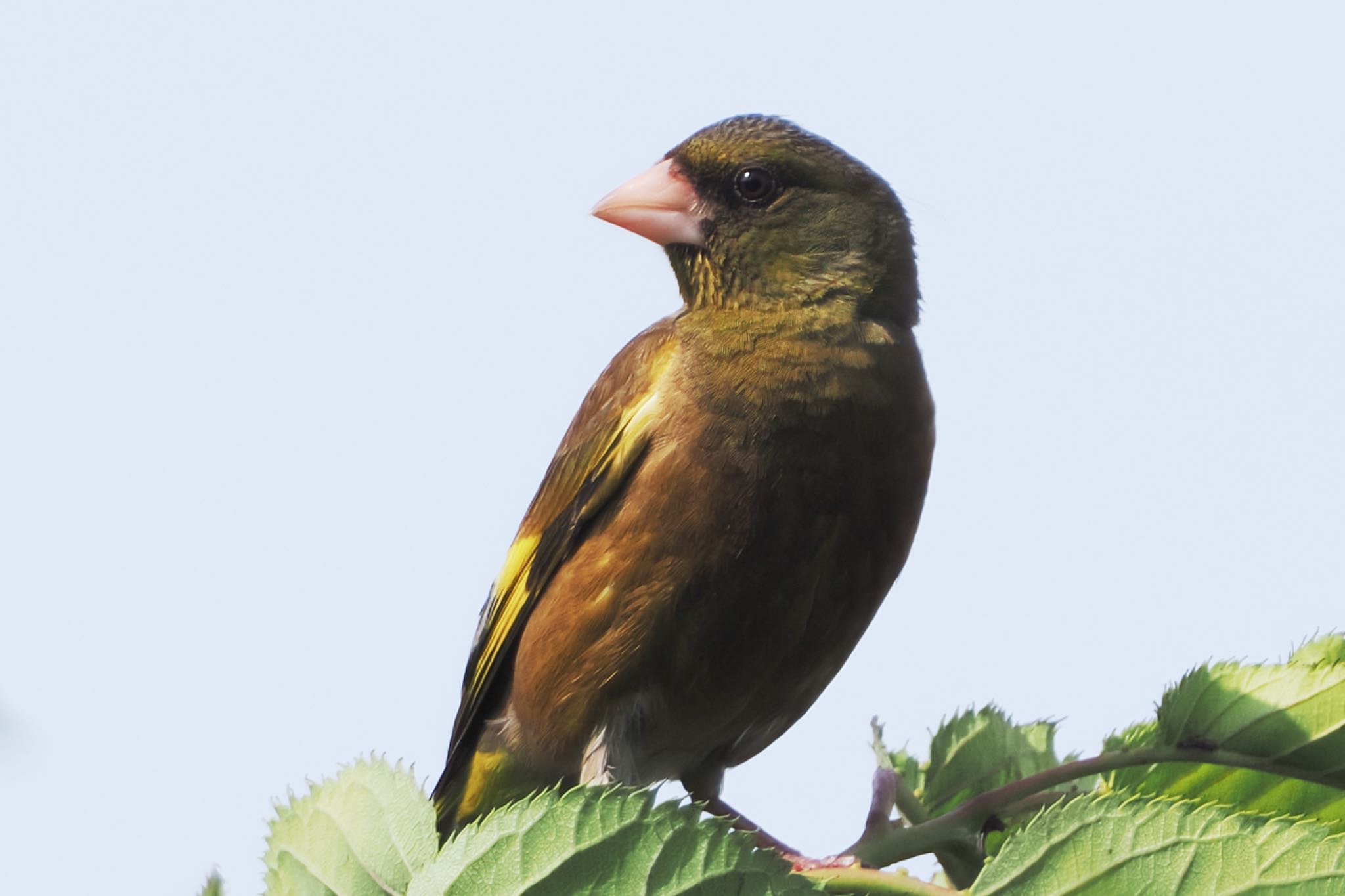 Grey-capped Greenfinch