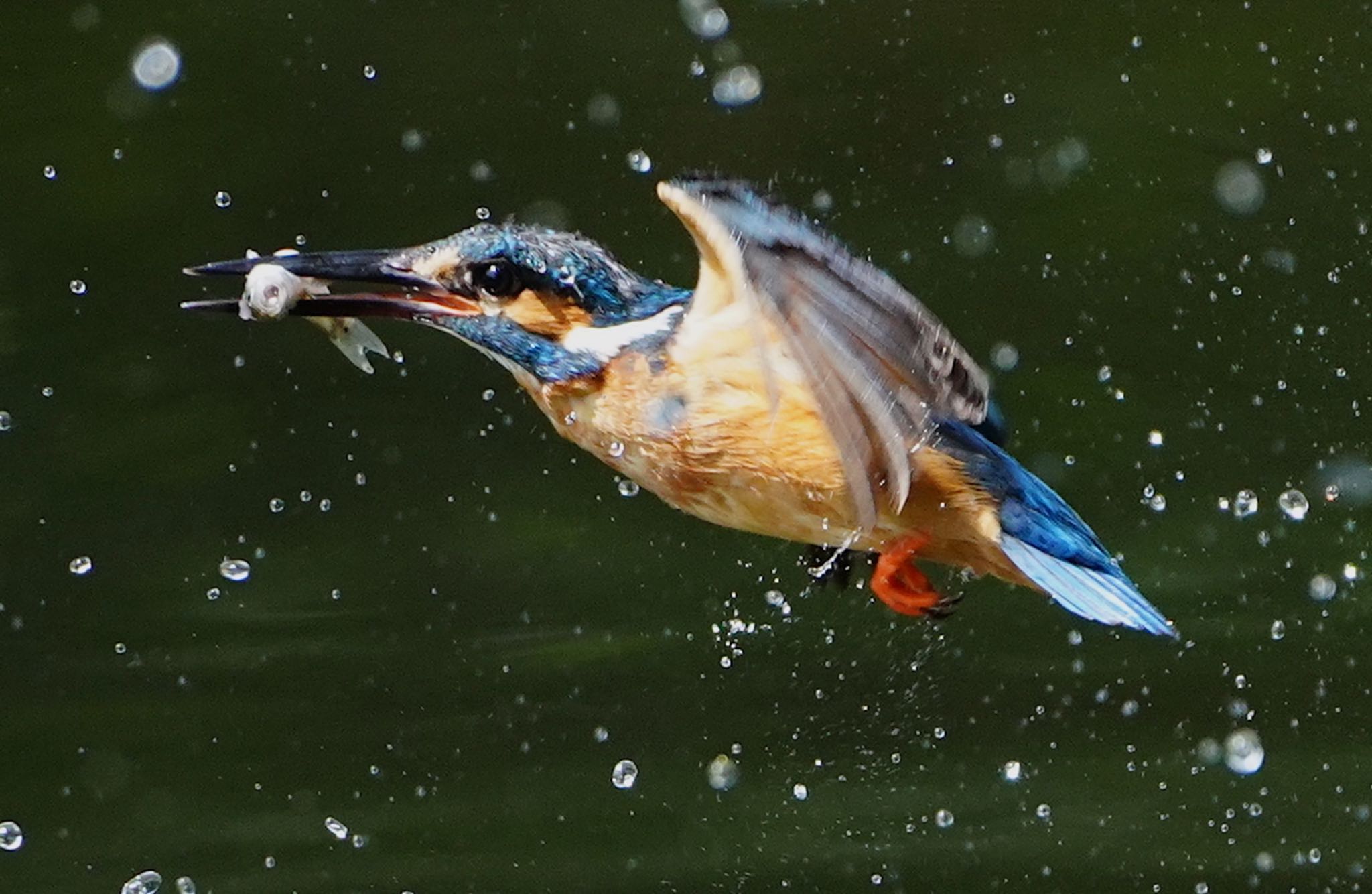 カワセミ