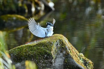 Crested Kingfisher Unknown Spots Fri, 1/12/2018