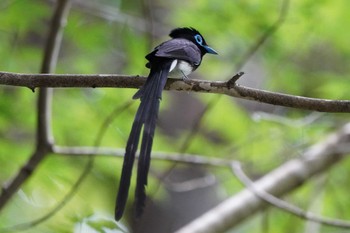 Black Paradise Flycatcher 八王子城跡 Sat, 7/9/2022