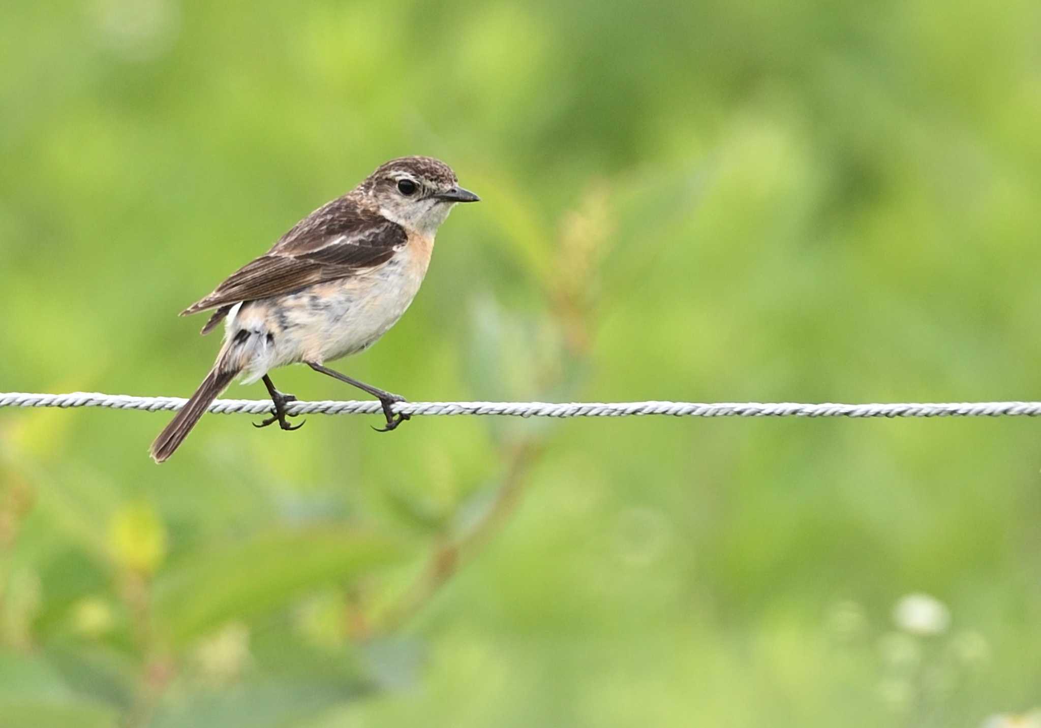 Photo of Amur Stonechat at Kirigamine Highland by 塩コンブ