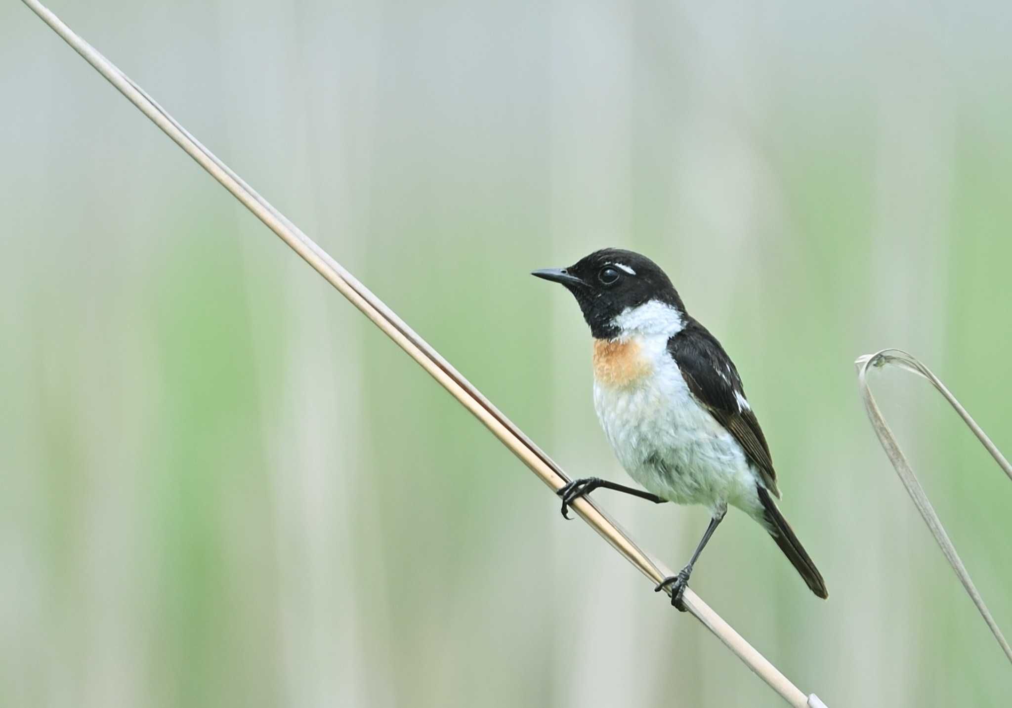 Amur Stonechat