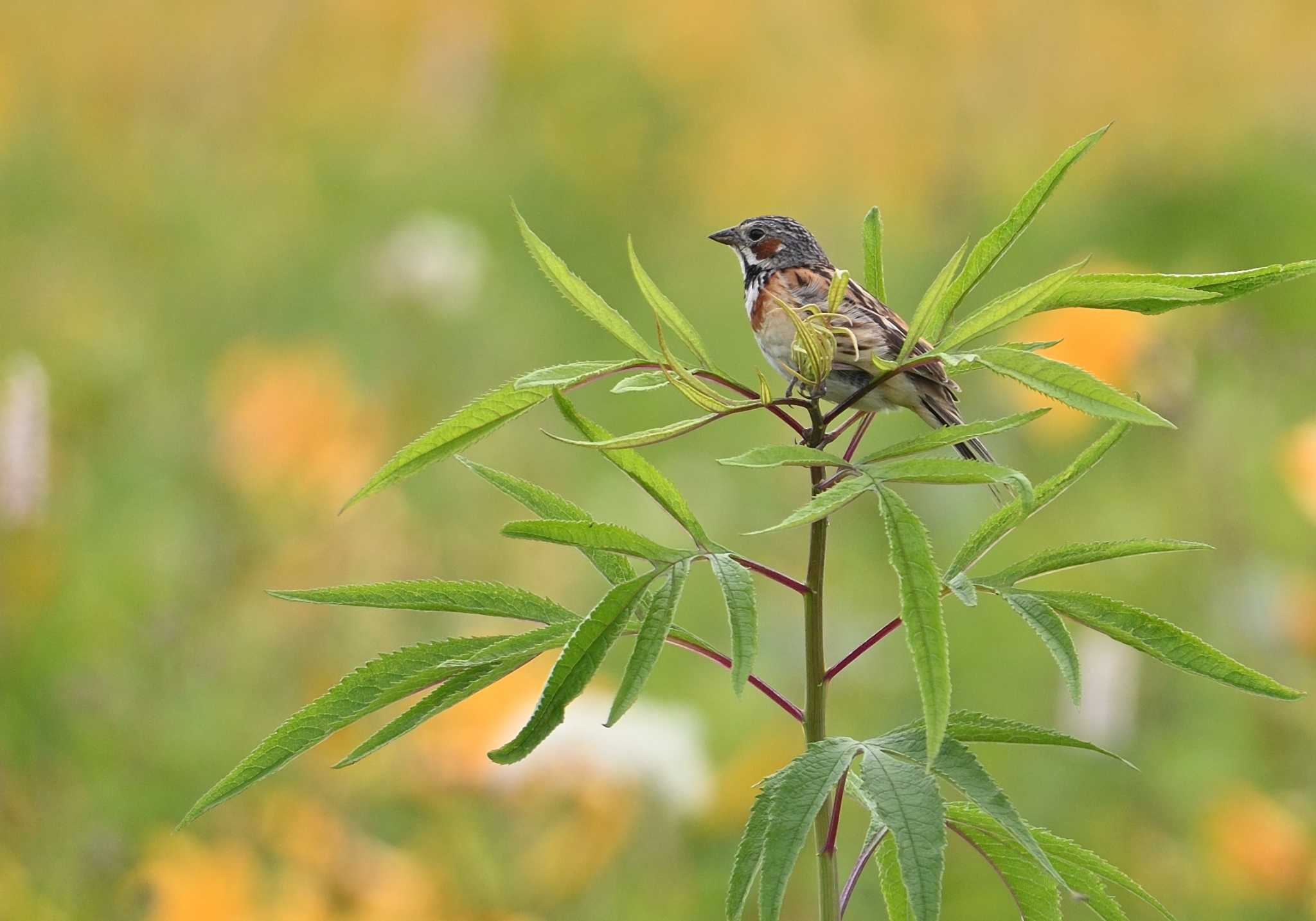 Chestnut-eared Bunting