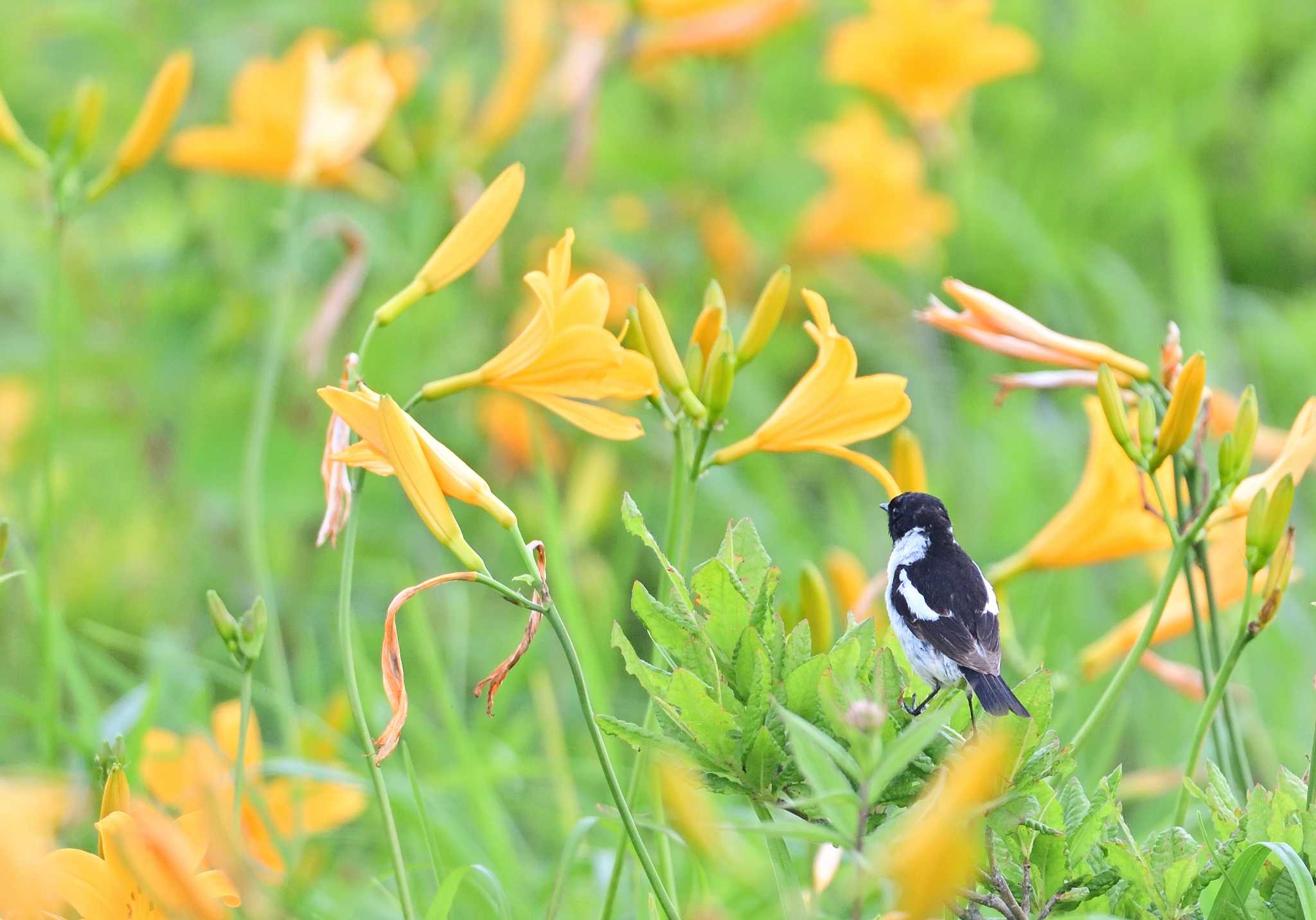 Amur Stonechat