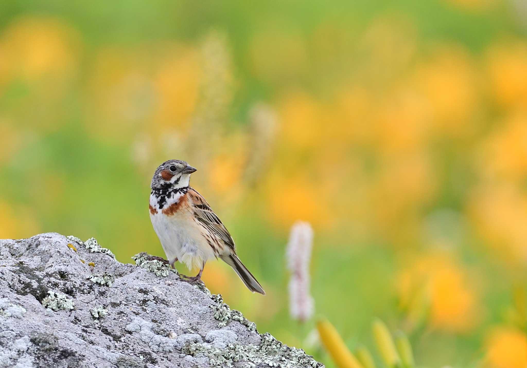 Chestnut-eared Bunting