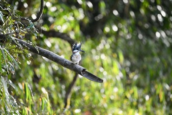 Crested Kingfisher Unknown Spots Fri, 1/12/2018