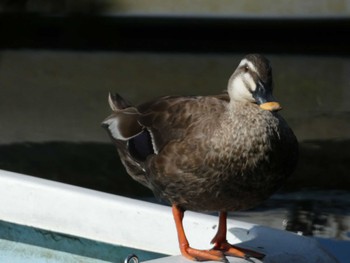 カルガモ 井の頭恩賜公園 2022年7月8日(金)