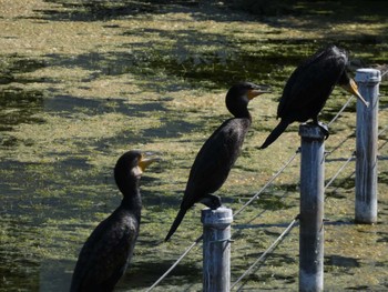 カワウ 井の頭恩賜公園 2022年7月8日(金)