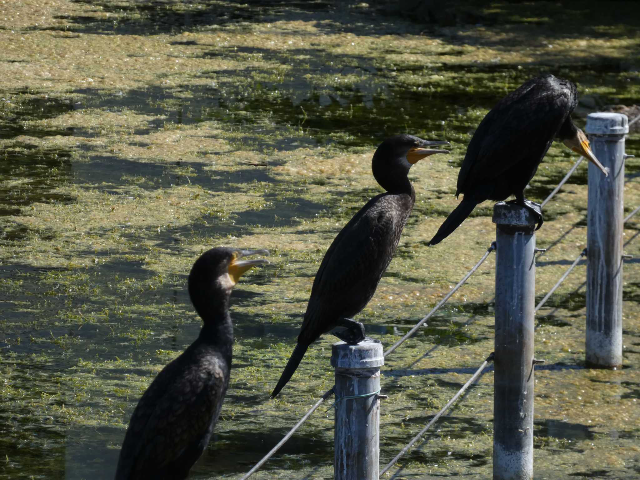 井の頭恩賜公園 カワウの写真 by かせん