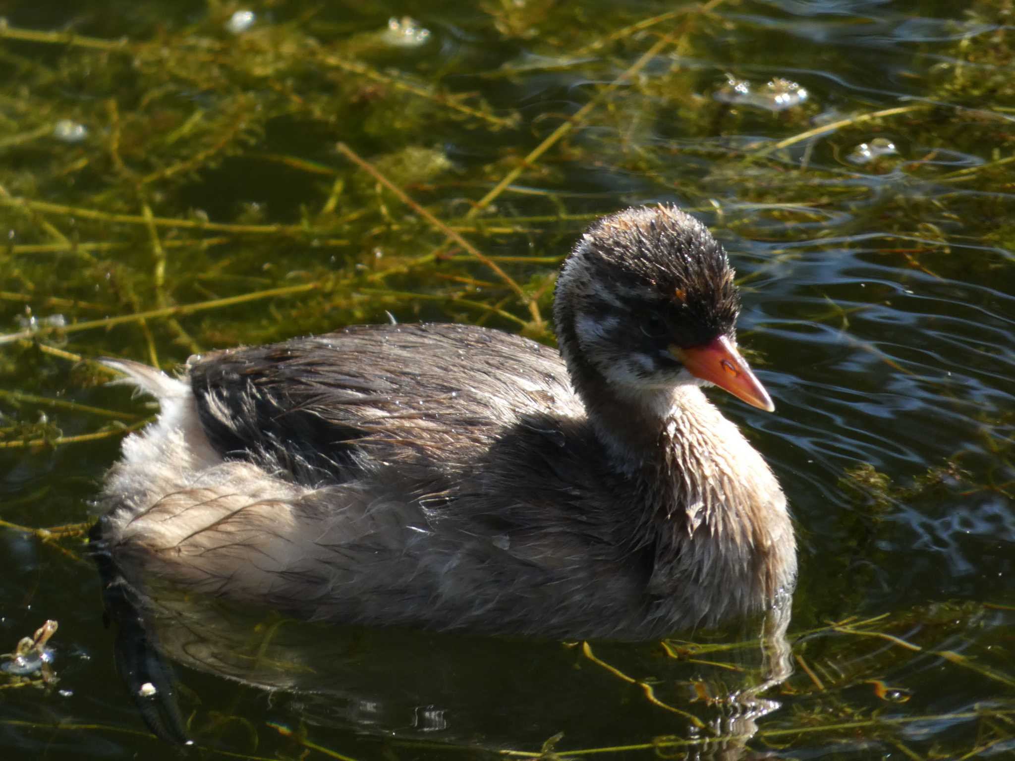 井の頭恩賜公園 カイツブリの写真 by かせん