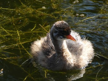 カイツブリ 井の頭恩賜公園 2022年7月8日(金)