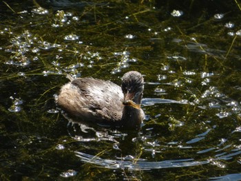 カイツブリ 井の頭恩賜公園 2022年7月8日(金)