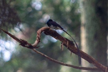 Black Paradise Flycatcher 静岡県立森林公園 Sat, 7/9/2022
