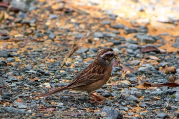 Meadow Bunting 静岡県立森林公園 Sat, 7/9/2022