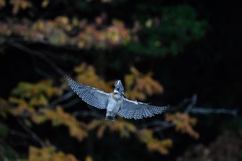 Crested Kingfisher Unknown Spots Wed, 11/1/2017