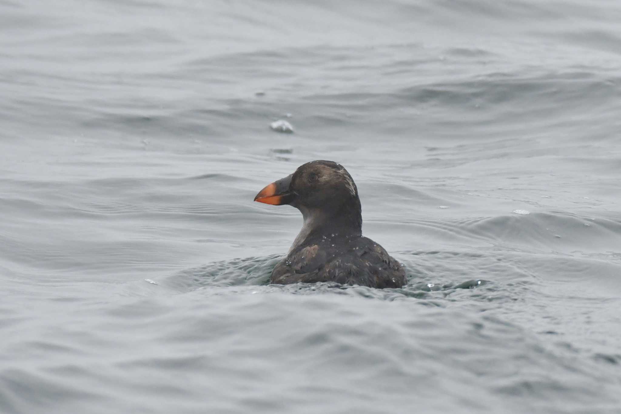 Tufted Puffin