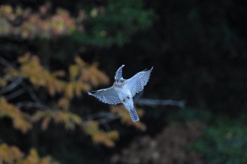 Crested Kingfisher Unknown Spots Wed, 11/1/2017