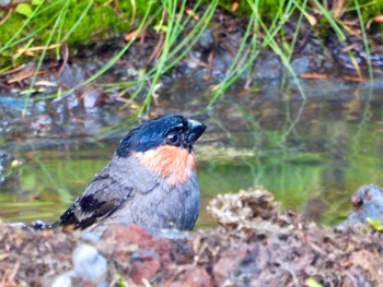 2022年7月2日(土) 奥庭荘(富士山)の野鳥観察記録