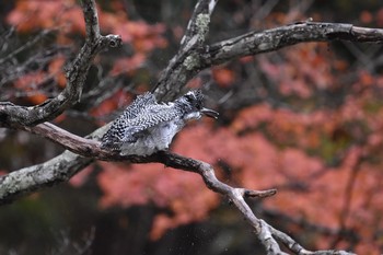 Crested Kingfisher Unknown Spots Sat, 11/18/2017