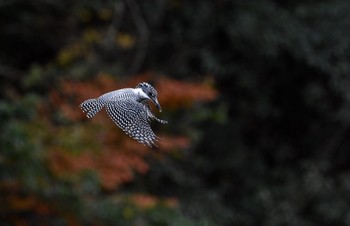 Crested Kingfisher Unknown Spots Sun, 11/19/2017