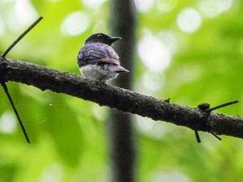 2022年7月9日(土) 宮城沢林道(札幌市西区)の野鳥観察記録