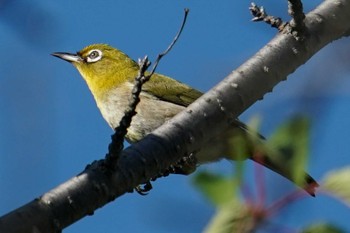 2022年7月9日(土) 福井緑地(札幌市西区)の野鳥観察記録
