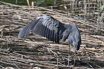 アオサギ 葛西臨海公園 2022年7月9日(土)