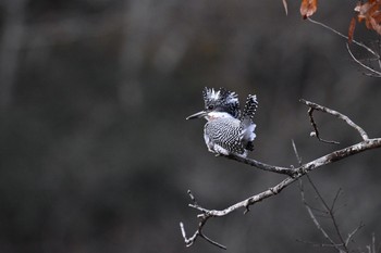 Crested Kingfisher Unknown Spots Sun, 11/26/2017