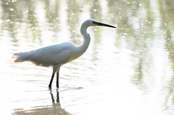 2022年7月9日(土) 葛西臨海公園の野鳥観察記録