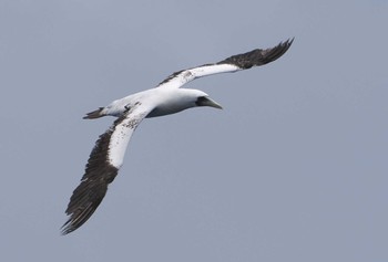 Masked Booby 八丈島航路 Sat, 7/9/2022