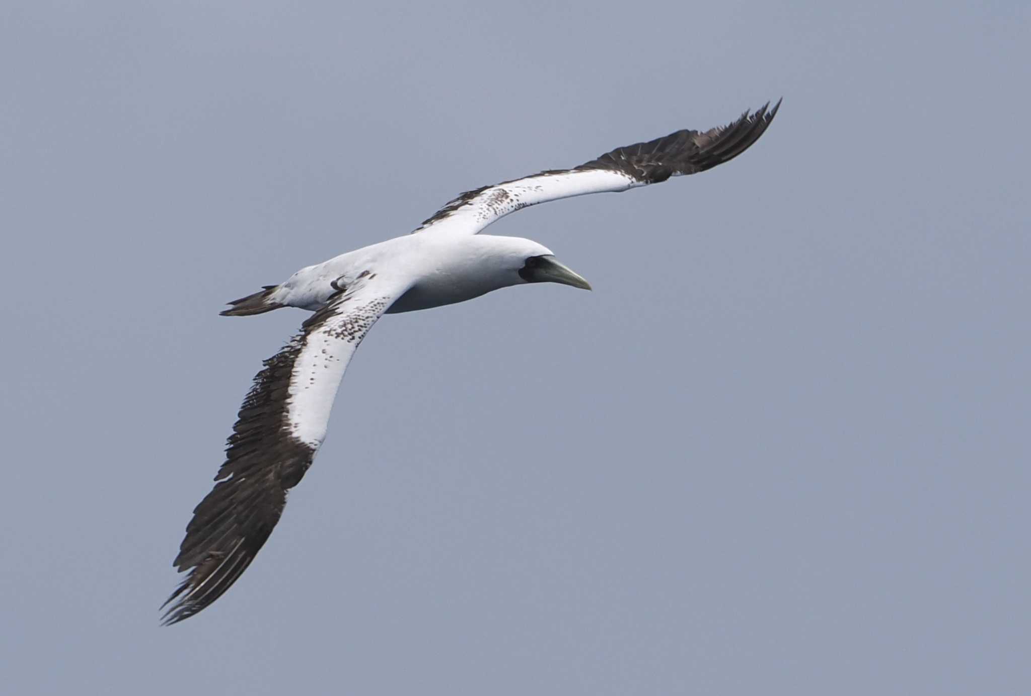 Photo of Masked Booby at 八丈島航路 by シロチ