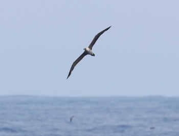 Red-footed Booby 八丈島航路 Sat, 7/9/2022