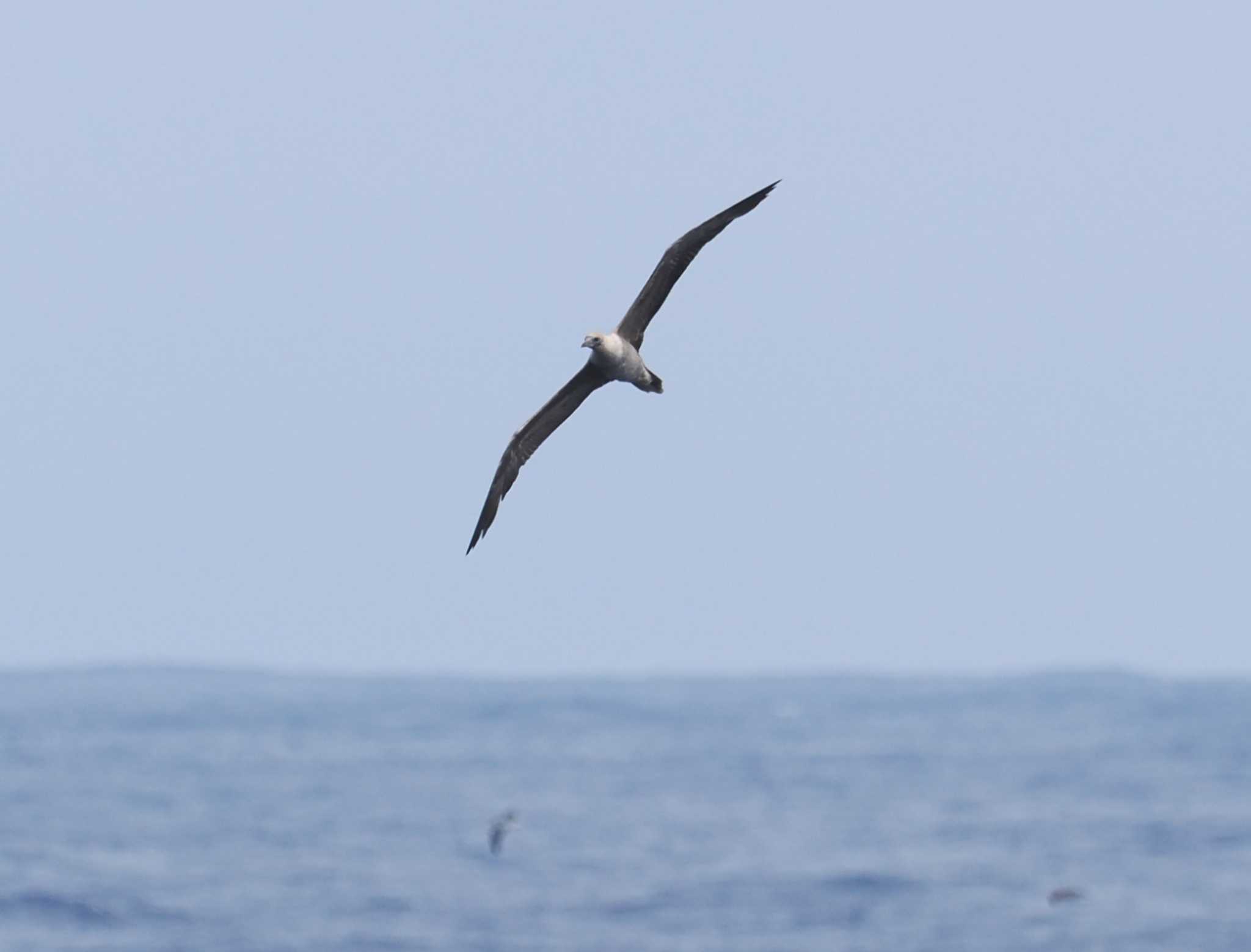 Photo of Red-footed Booby at 八丈島航路 by シロチ