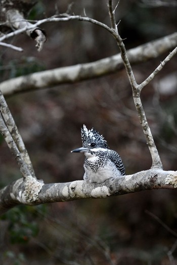 Crested Kingfisher Unknown Spots Thu, 1/4/2018