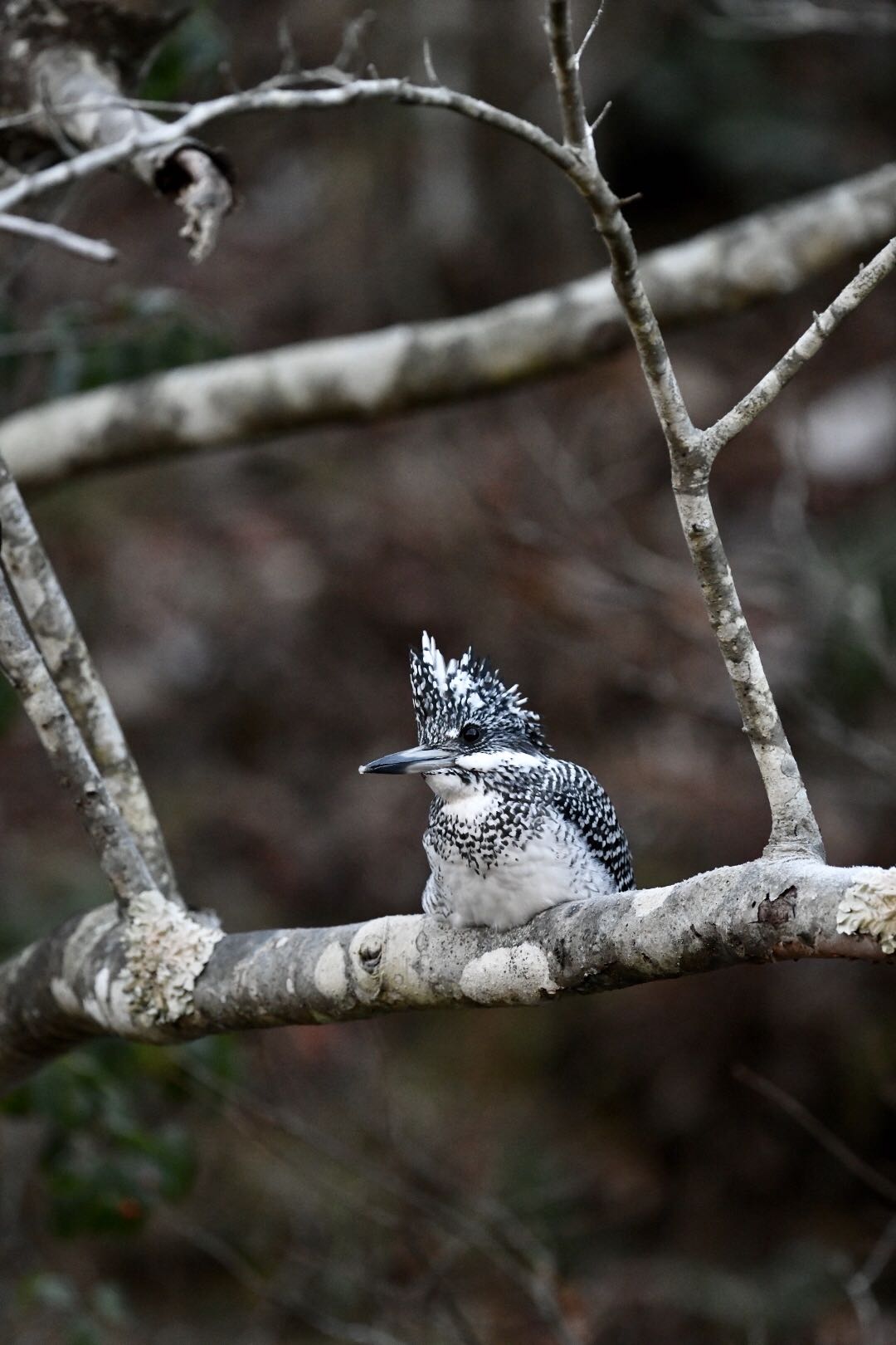  ヤマセミの写真 by Yukihiro  Inoue