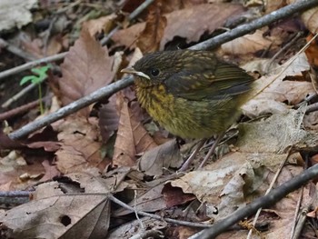 Sat, 7/9/2022 Birding report at 大蔵高丸