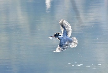 Crested Kingfisher Unknown Spots Sun, 1/7/2018