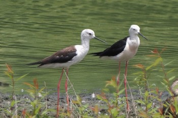 2022年7月9日(土) 東京港野鳥公園の野鳥観察記録