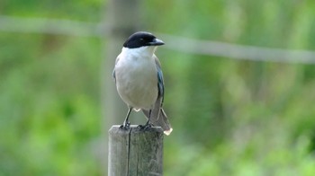 Azure-winged Magpie 品川区 Sat, 7/9/2022