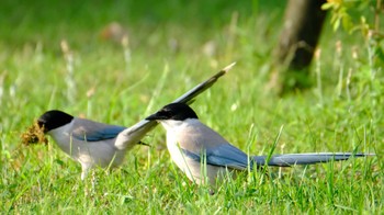 Azure-winged Magpie 品川区 Sat, 7/9/2022